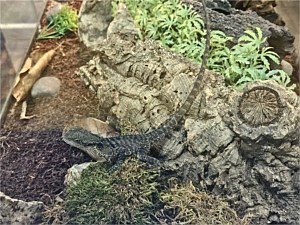 Australian Water Dragon Side